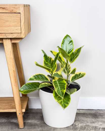 Ficus altissima | PlantVine