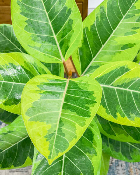 Foliage Foliage