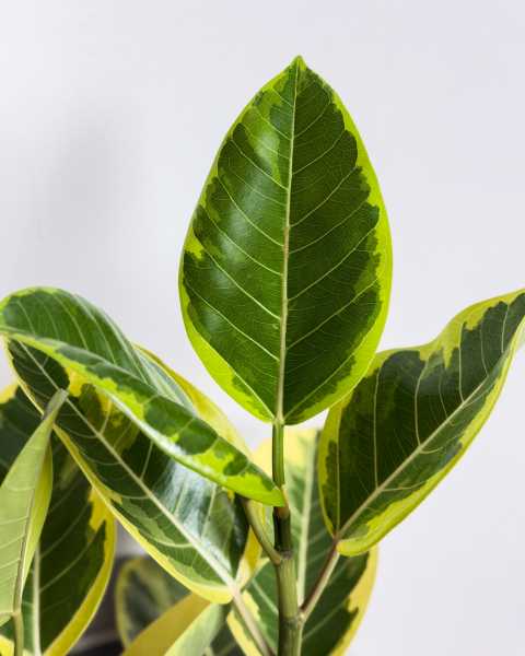 Foliage Foliage