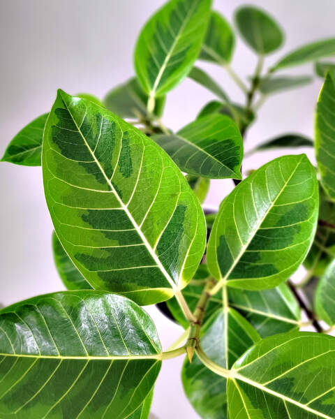 Foliage Foliage
