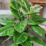 Ficus Altissima