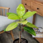 Ficus Altissima Neon