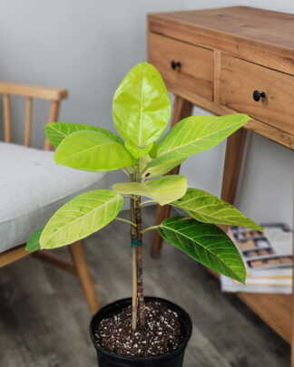 Ficus Altissima Neon