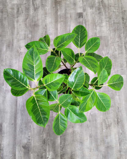 Ficus Altissima