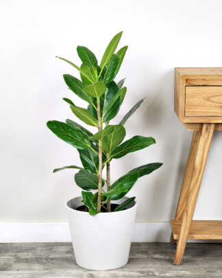 Ficus Audrey