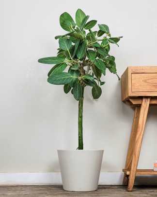 Large, Tree