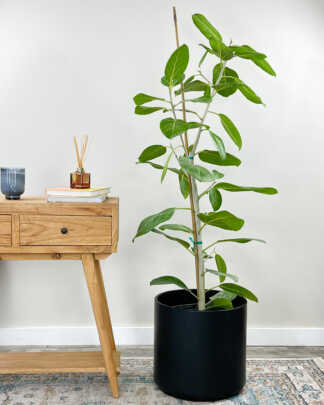 ficus audrey