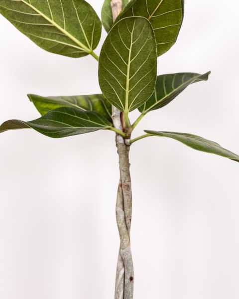 Foliage, Braided Foliage, Braided
