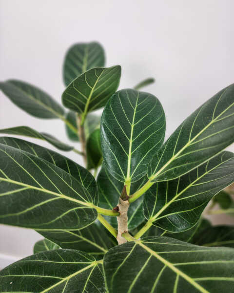 Foliage Foliage