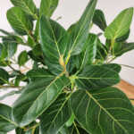 Ficus Audrey