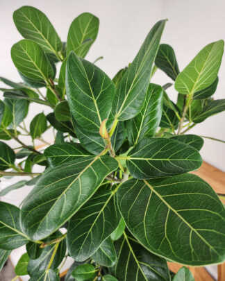 Ficus Audrey