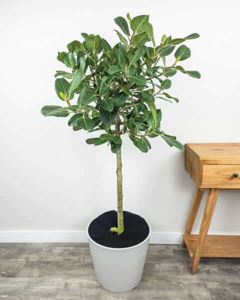 Extra Large, Tree Extra Large, Tree