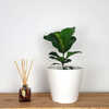 Ficus Bambino