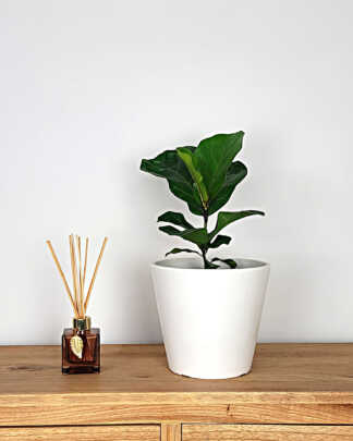 Ficus Bambino
