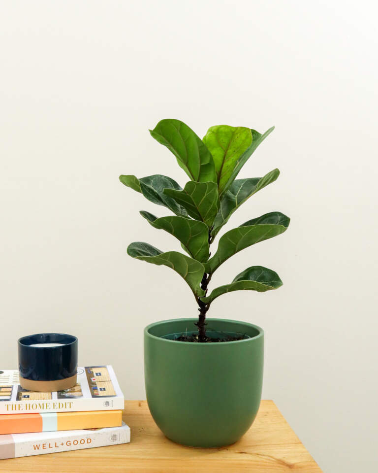 Ficus lyrata ‘Bambino’, Dwarf Fiddle Leaf Fig PlantVine