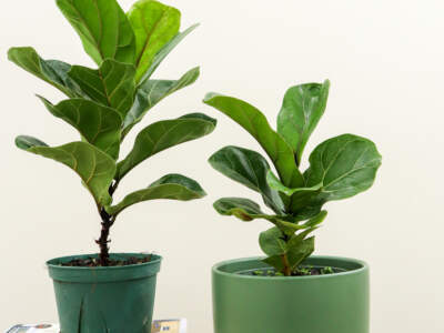 ficus bambino