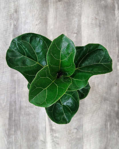 Ficus Bambino