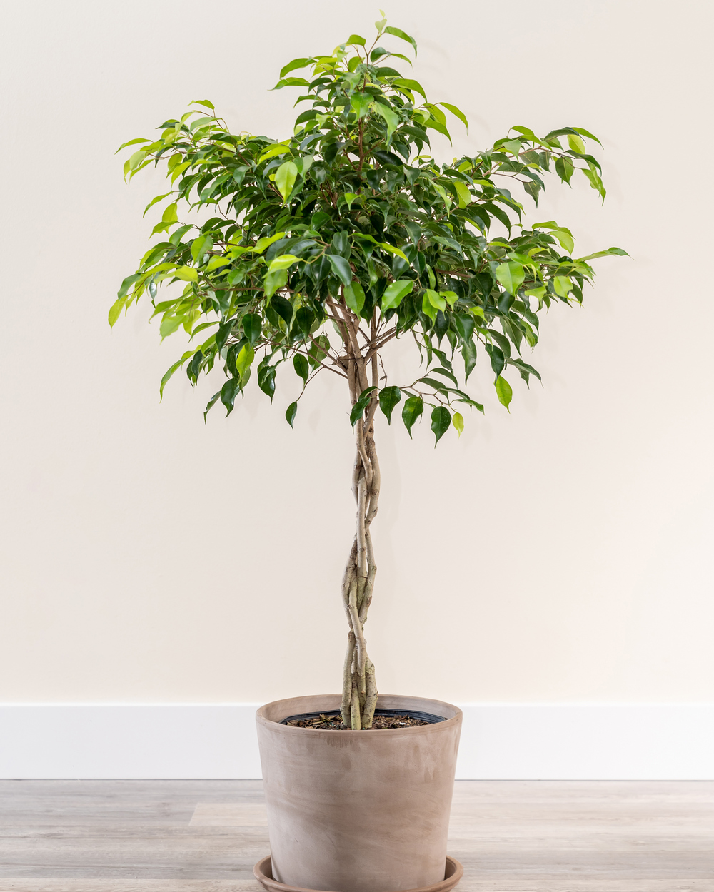 Fig Tree Plants For Sale