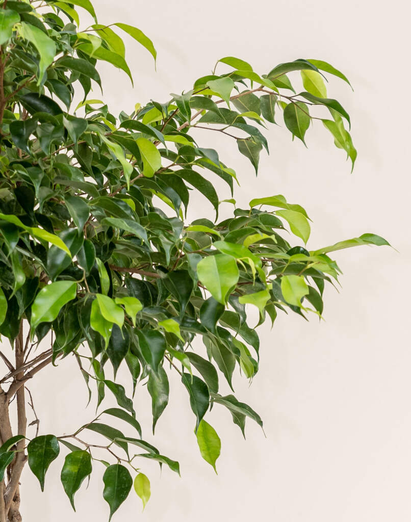 Buy Ficus Benjamina 'Wintergreen', Weeping Fig Tree Online