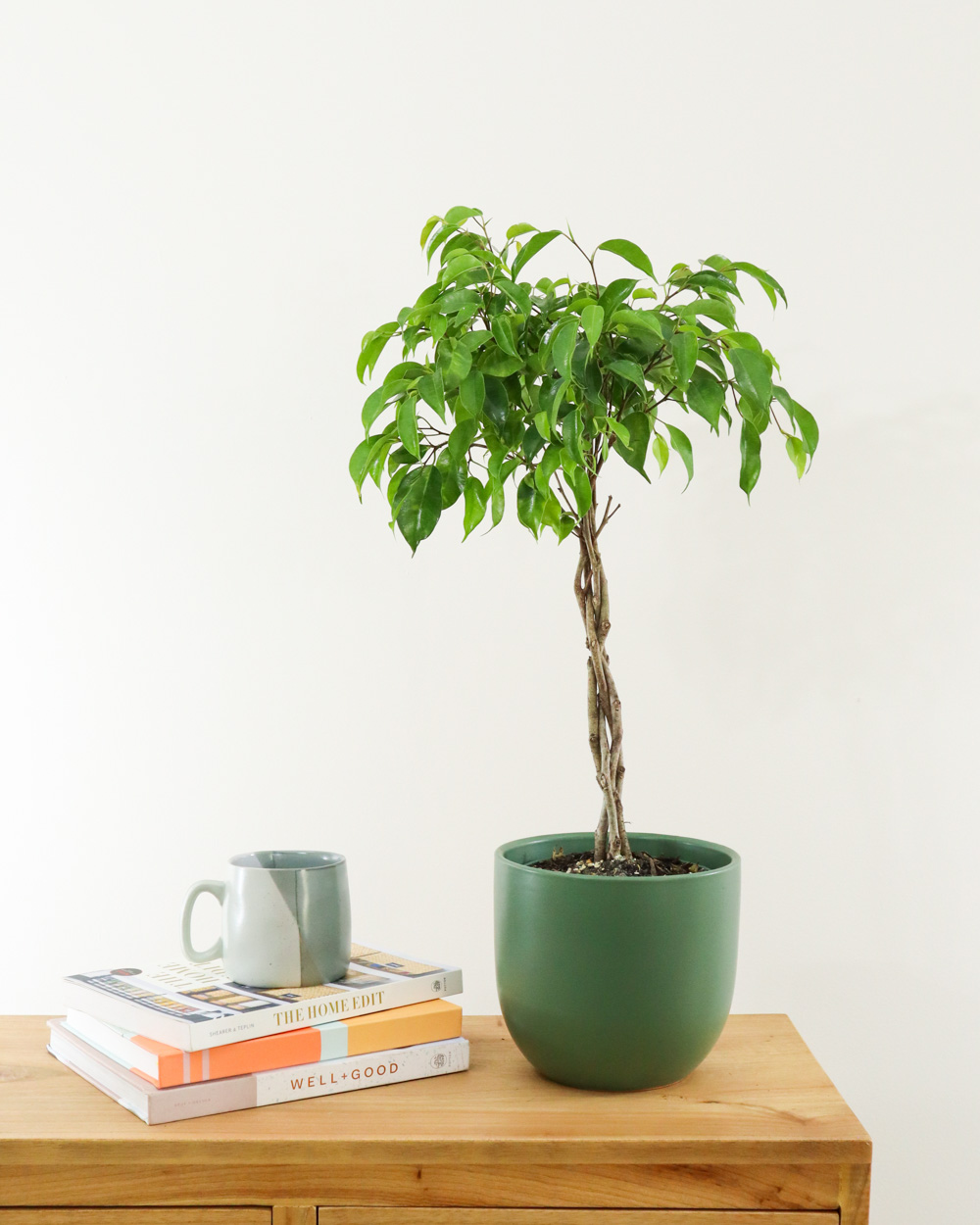 Ficus benjamina Wintergreen Braid In A 6” Green Standard Pot At 24” Tall. 