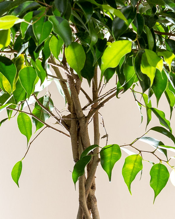Ficus Benjamina Wintergreen Ficus Benjamina Wintergreen