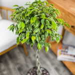 Ficus Benji Variegated