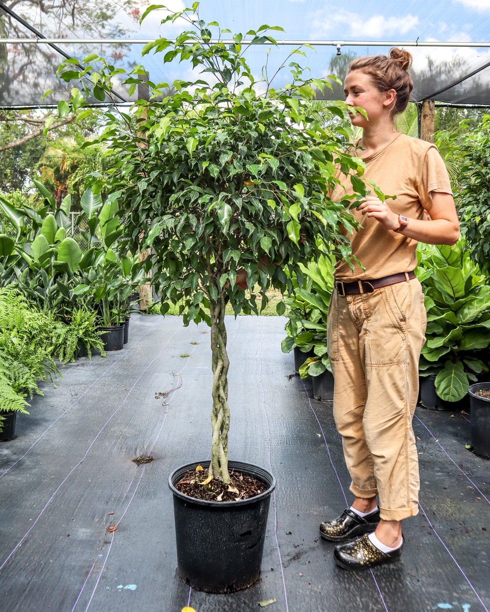 Kilauea Berg Civic Permanent ficus planta Weste Küche Theater