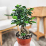 Ficus Bonsai