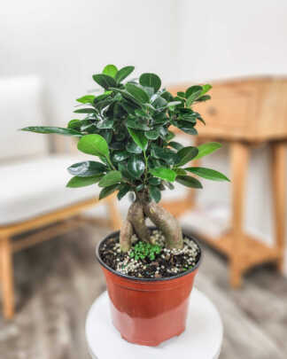 Ficus Bonsai