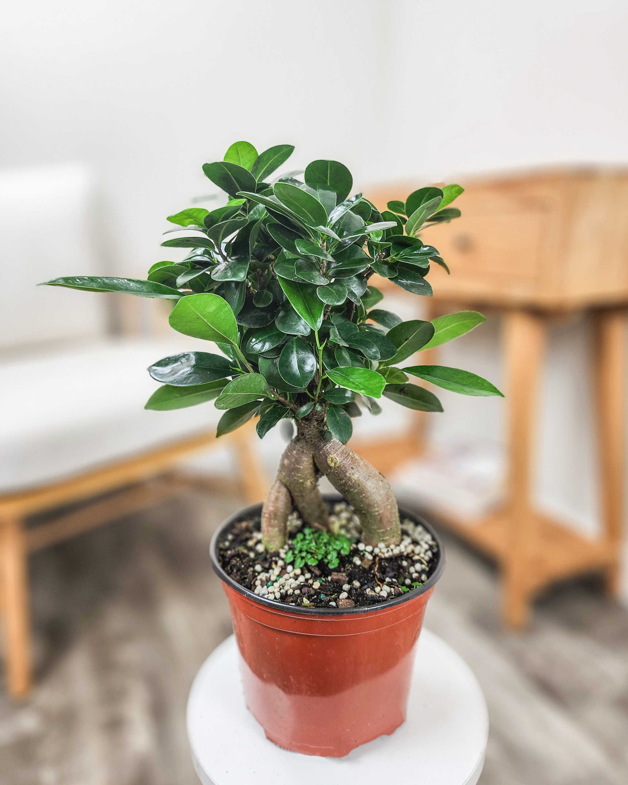 oriental bonsai Bonsai Essence – Exotica main image 1