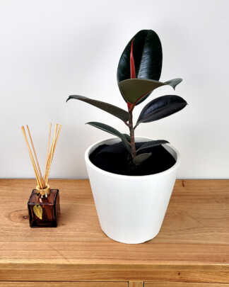 Ficus Burgundy