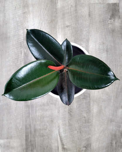 Ficus Burgundy