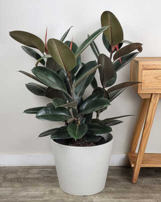 Ficus Burgundy