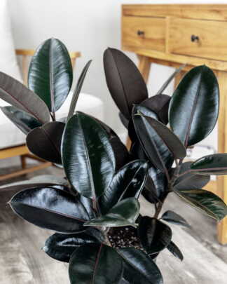 Ficus Burgundy