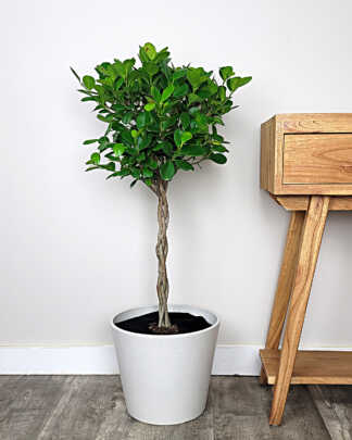 Ficus Danielle