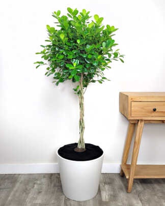 Ficus Danielle