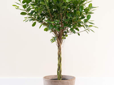 ficus danielle large
