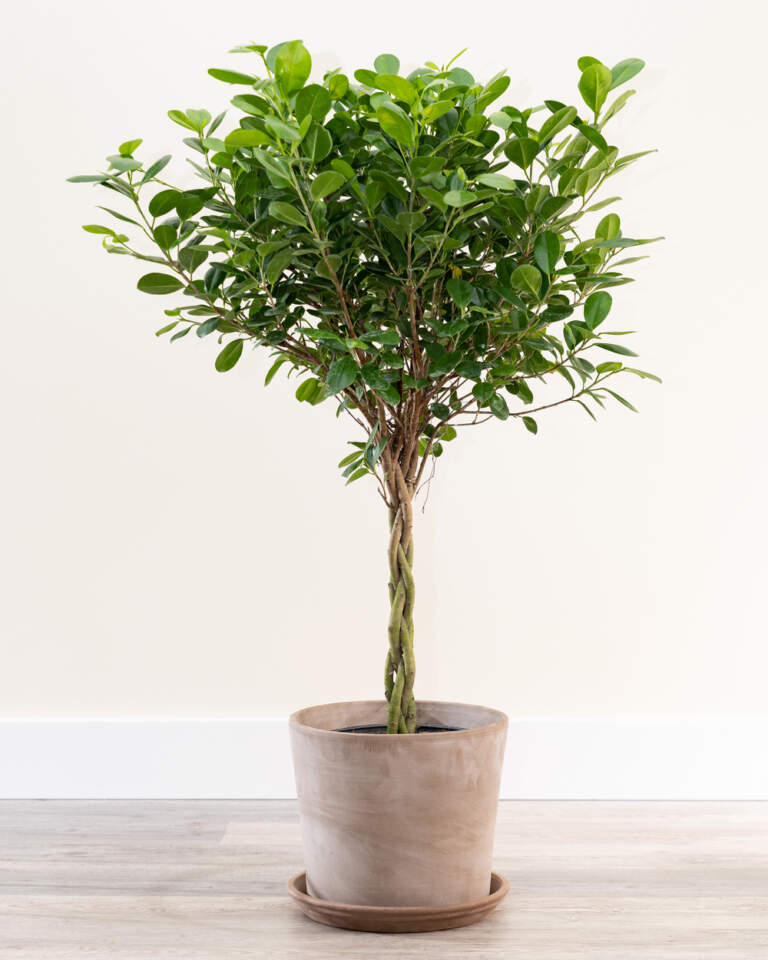 Ficus benjamina 'Danielle' Care Guide PlantVine