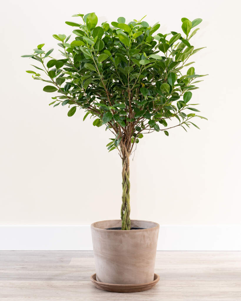 Ficus Benjamina Danielle Care Guide PlantVine