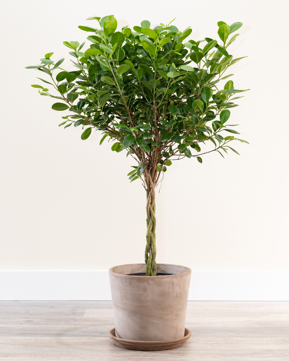 Ficus plant indoor care