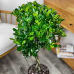 Ficus Danielle