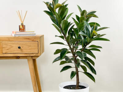 ficus decora compacta