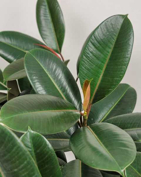 Foliage