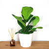 Ficus Lyrata