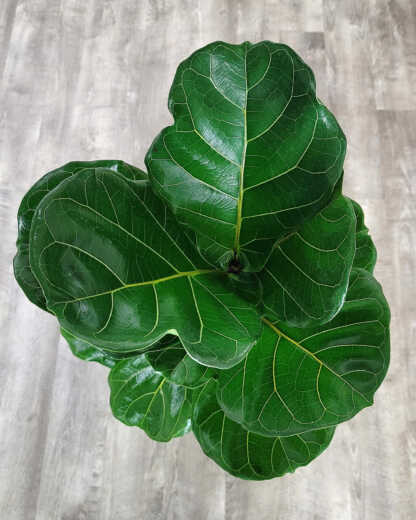 Ficus Lyrata