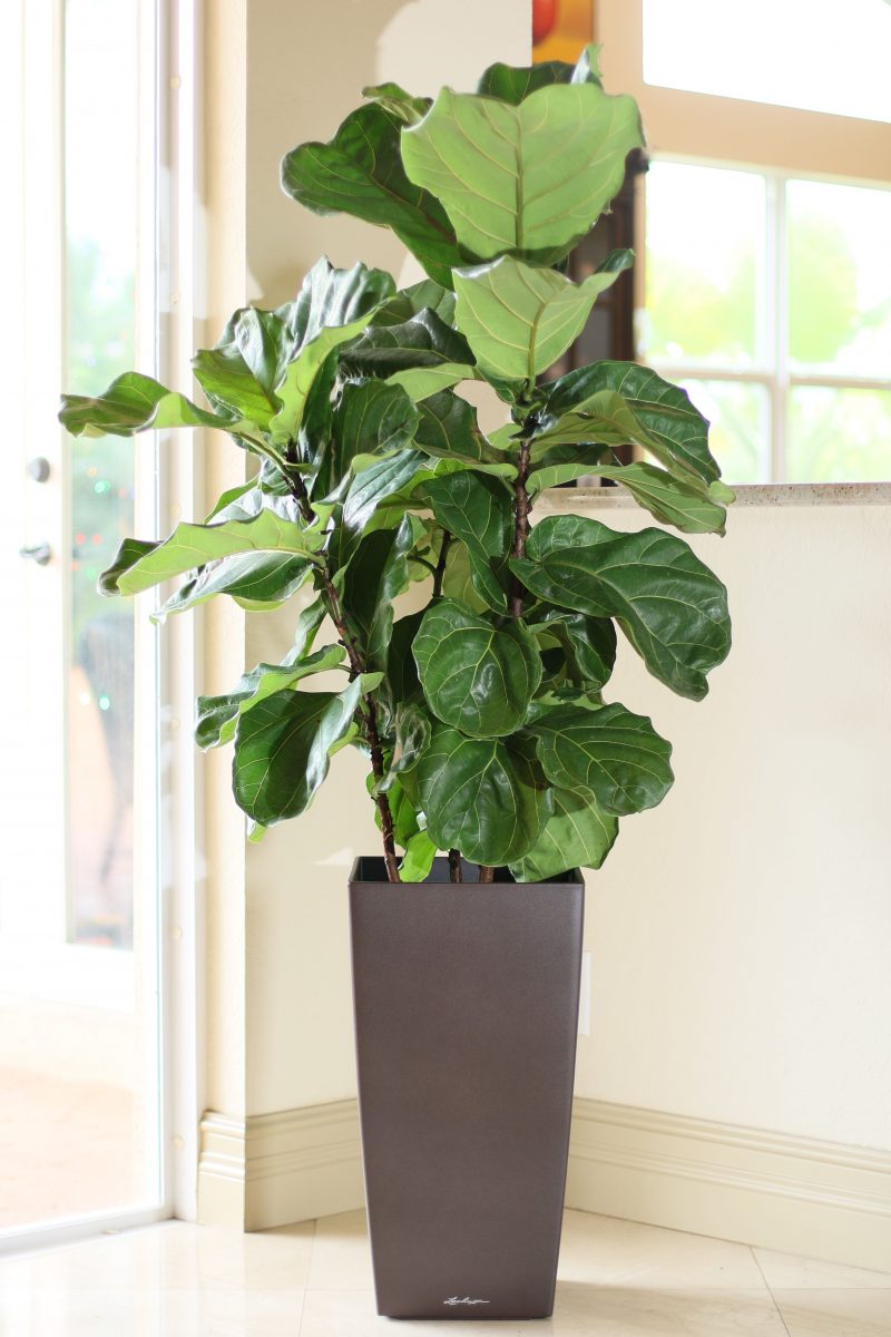 Ficus Lyrata Fiddle Leaf Fig Plantvine Xl Tree All Sizes Oversize