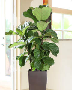 Ficus Lyrata