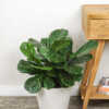 Ficus Lyrata