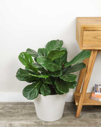 Ficus Lyrata
