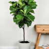Ficus Lyrata